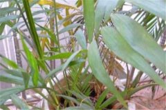 凤尾竹移植后如何养护 方法是什么