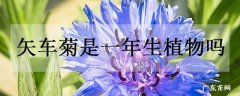 矢车菊是一年生植物吗