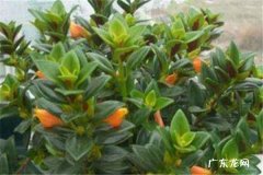 金鱼吊兰怎么养才能爆盆 金鱼吊兰家庭养法