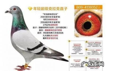 北京长城鸽业拍卖会