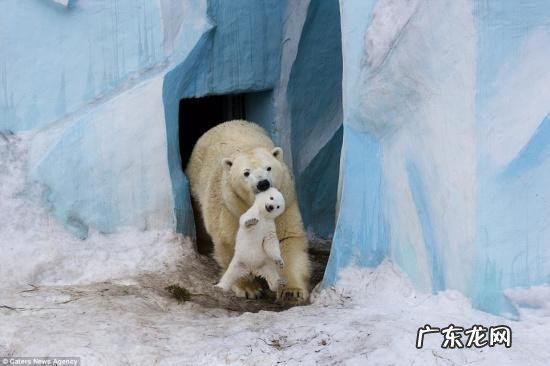 北极熊吃什么食物