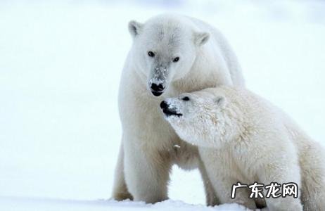 北极熊吃什么食物