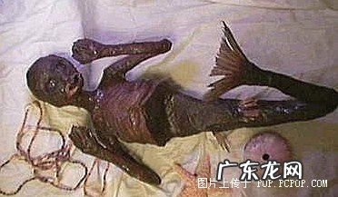 十大不明生物