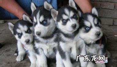 哈士奇什么颜色最贵