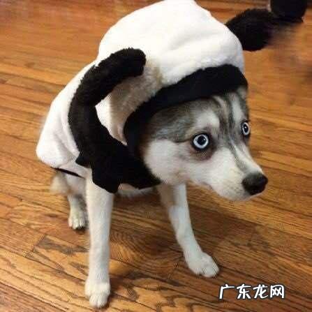 哈士奇图片搞笑