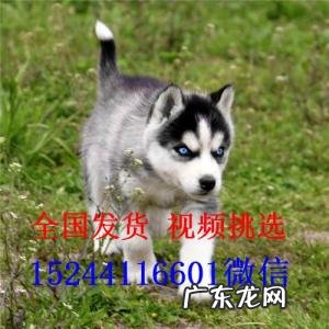哈士奇多少钱一只幼崽