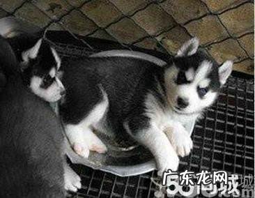 哈士奇幼崽300一只