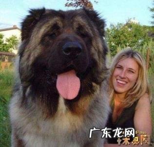 大型犬排行榜