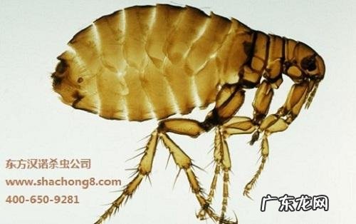 如何快速消灭跳蚤
