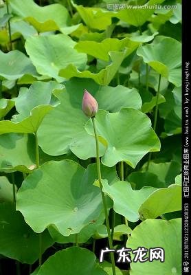 藕是莲的哪部分