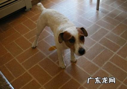 宠物狗训练大小便