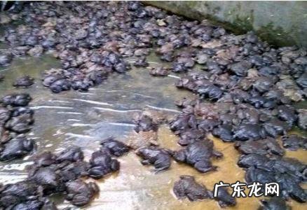 室内养殖什么最赚钱