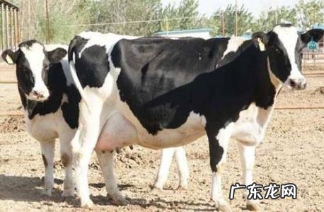 小奶牛多少钱
