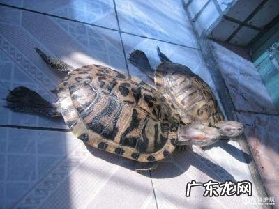 小巴西龟吃什么