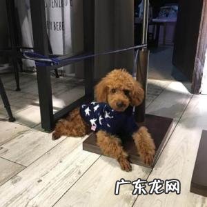 小泰迪怎么训练上厕所