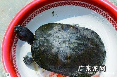 巴西龟吃什么食物