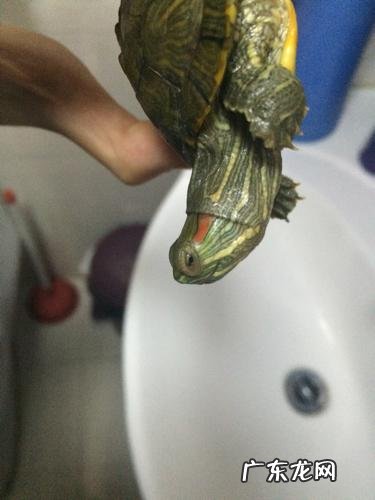 巴西龟眼睛睁不开怎么办