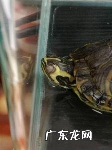 巴西龟眼睛肿了睁不开怎么办