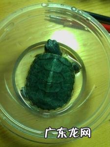 巴西龟吃什么蔬菜