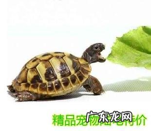 巴西龟吃什么蔬菜