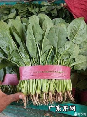 菠菜多少钱一斤