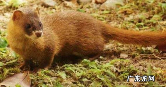 怎么赶走黄鼠狼妙招