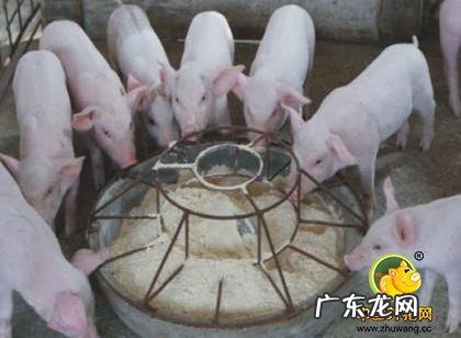 怎样喂猪长得快