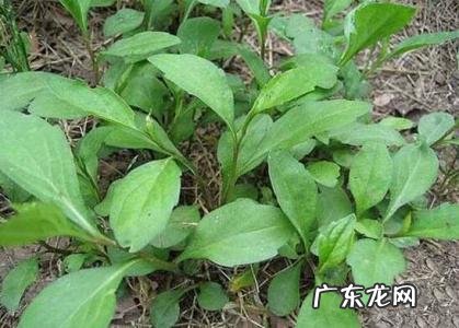 所有野菜名字大全