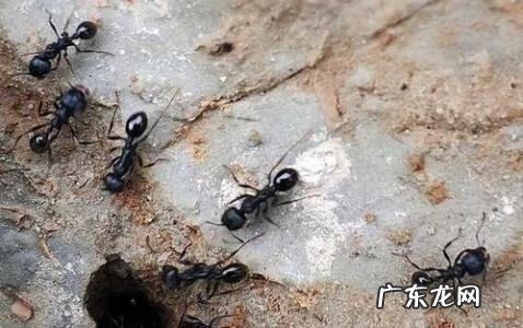 蚂蚁的知识大全