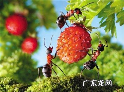 蚂蚁的知识大全