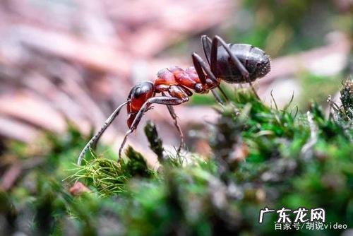 蚂蚁的知识大全