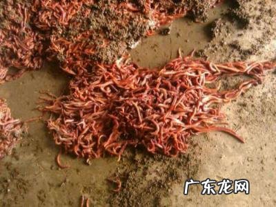 蚯蚓喜欢吃什么