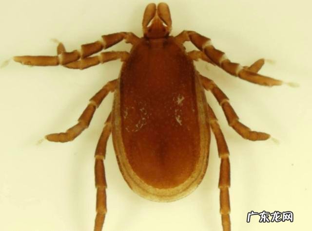 蜱虫分布在哪些地区