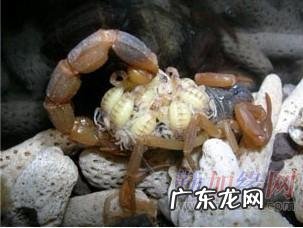 蝎子的养殖技术及市场前景