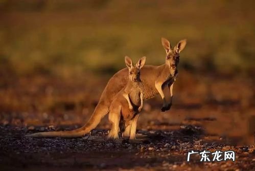 袋鼠的尾巴有什么作用