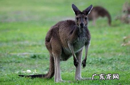 袋鼠的尾巴有什么作用