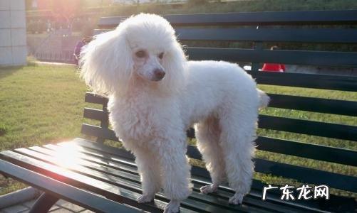 训练泰迪犬的技巧