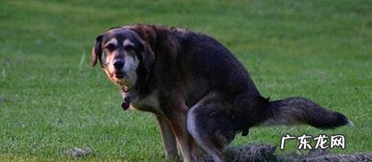 训练狗狗大小便妙招