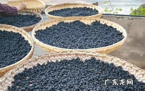 1斤的桑葚干泡多少白酒