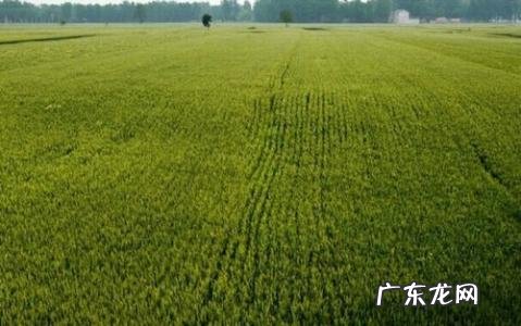 一亩等于多少平方丈