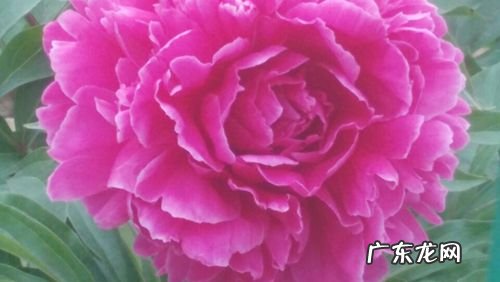 中国的国花是什么花