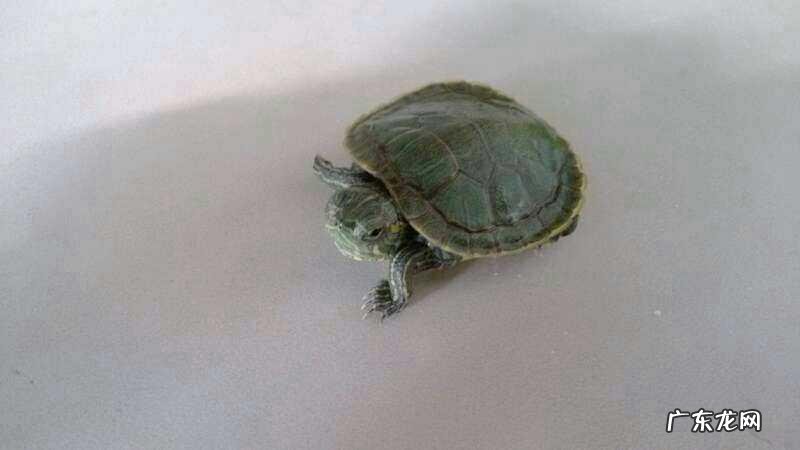 乌龟吃什么蔬菜