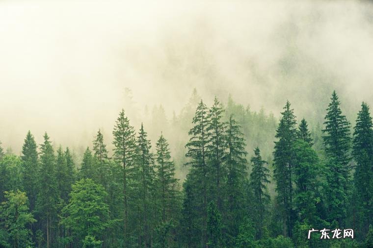 福建新车销售排行榜(福建哪个城市的家用汽车拥有量第一)