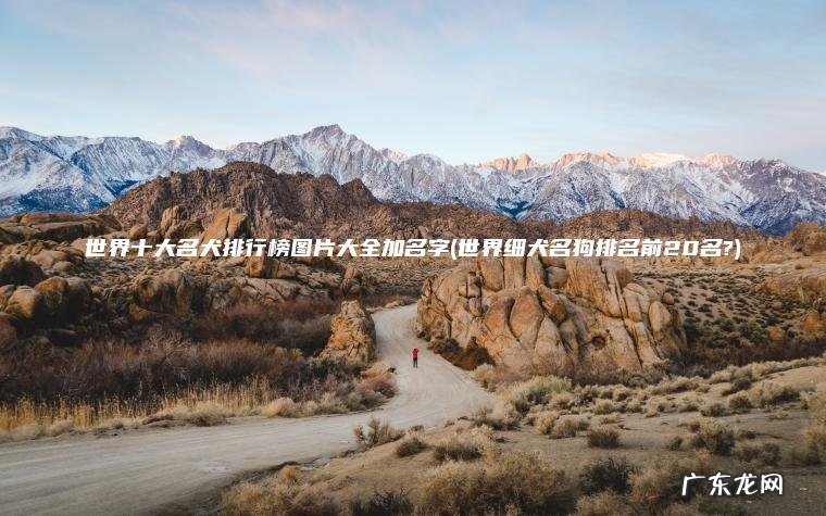 世界十大名犬排行榜图片大全加名字(世界细犬名狗排名前20名?)