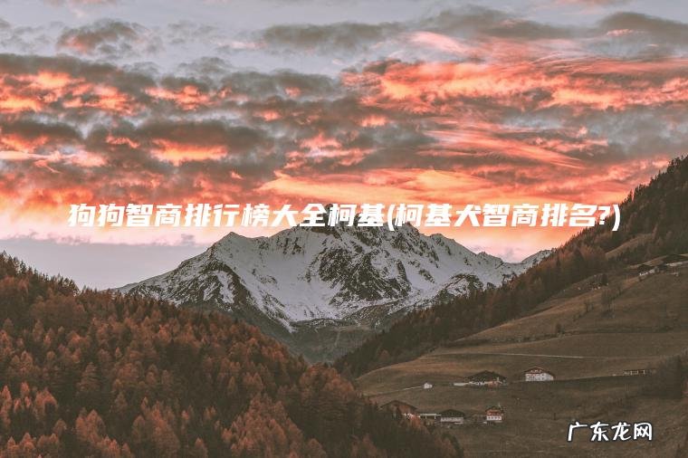 柯基犬智商排名? 狗狗智商排行榜大全柯基
