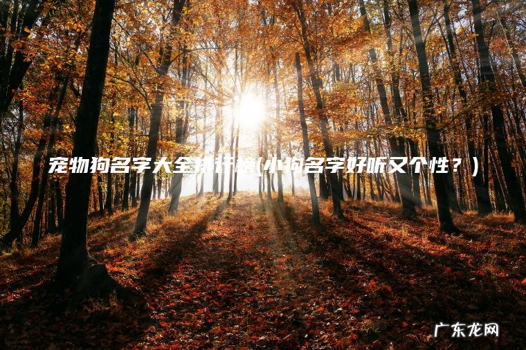 宠物狗名字大全排行榜(小狗名字好听又个性？)