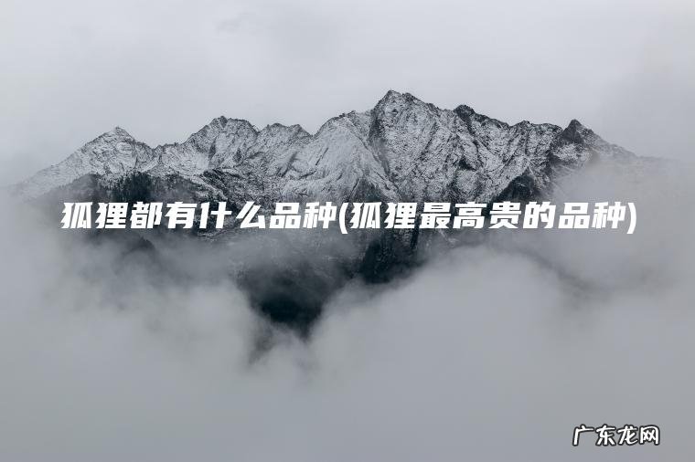 狐狸都有什么品种(狐狸最高贵的品种)