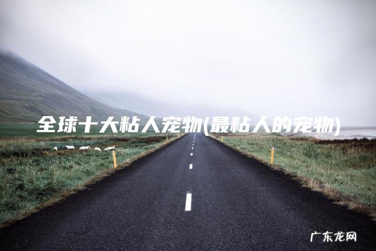 全球十大粘人宠物(最粘人的宠物)