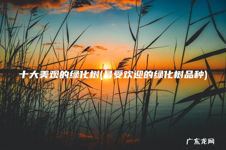 十大美观的绿化树(最受欢迎的绿化树品种)