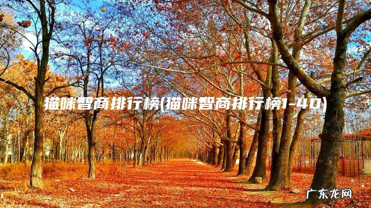 猫咪智商排行榜(猫咪智商排行榜1-40)